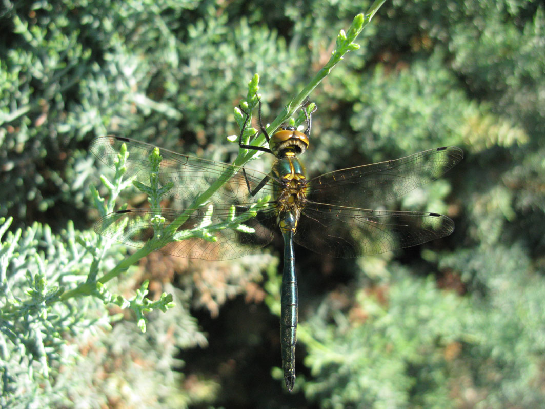 libellula da identificare: Somatochlora meridionalis